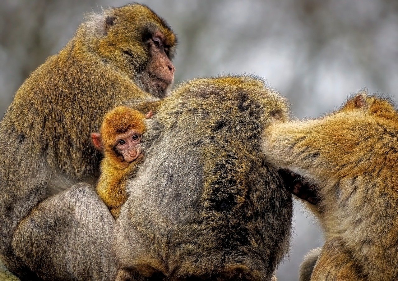 The Importance of Grooming for Outdoor Pets